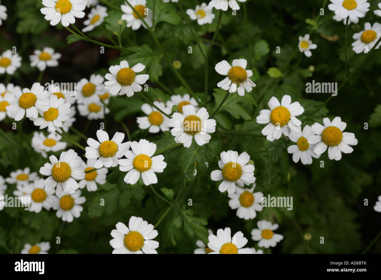 Feverfew  medicinal herb grown in a Cheshire garden England Stock Photo