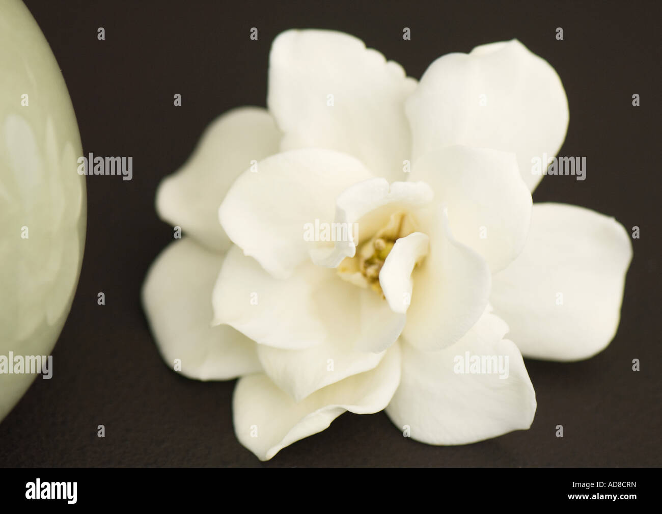 Gardenia flower Stock Photo