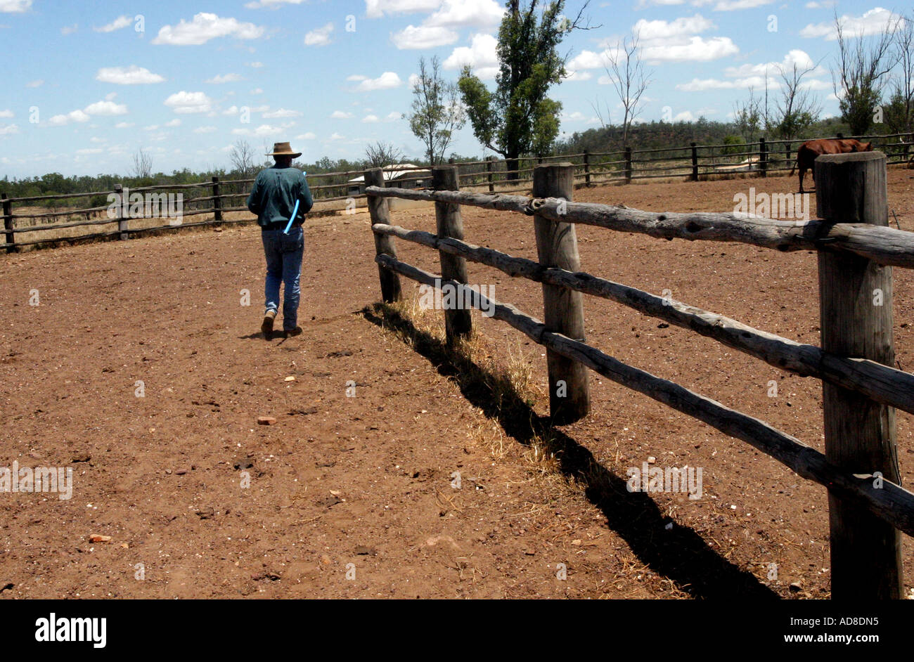 A grazier walking through a cattleyard in Central Queensland, Australia ...
