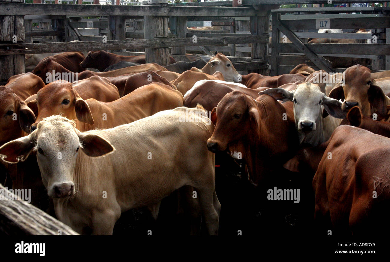 Saleyards hires stock photography and images Alamy