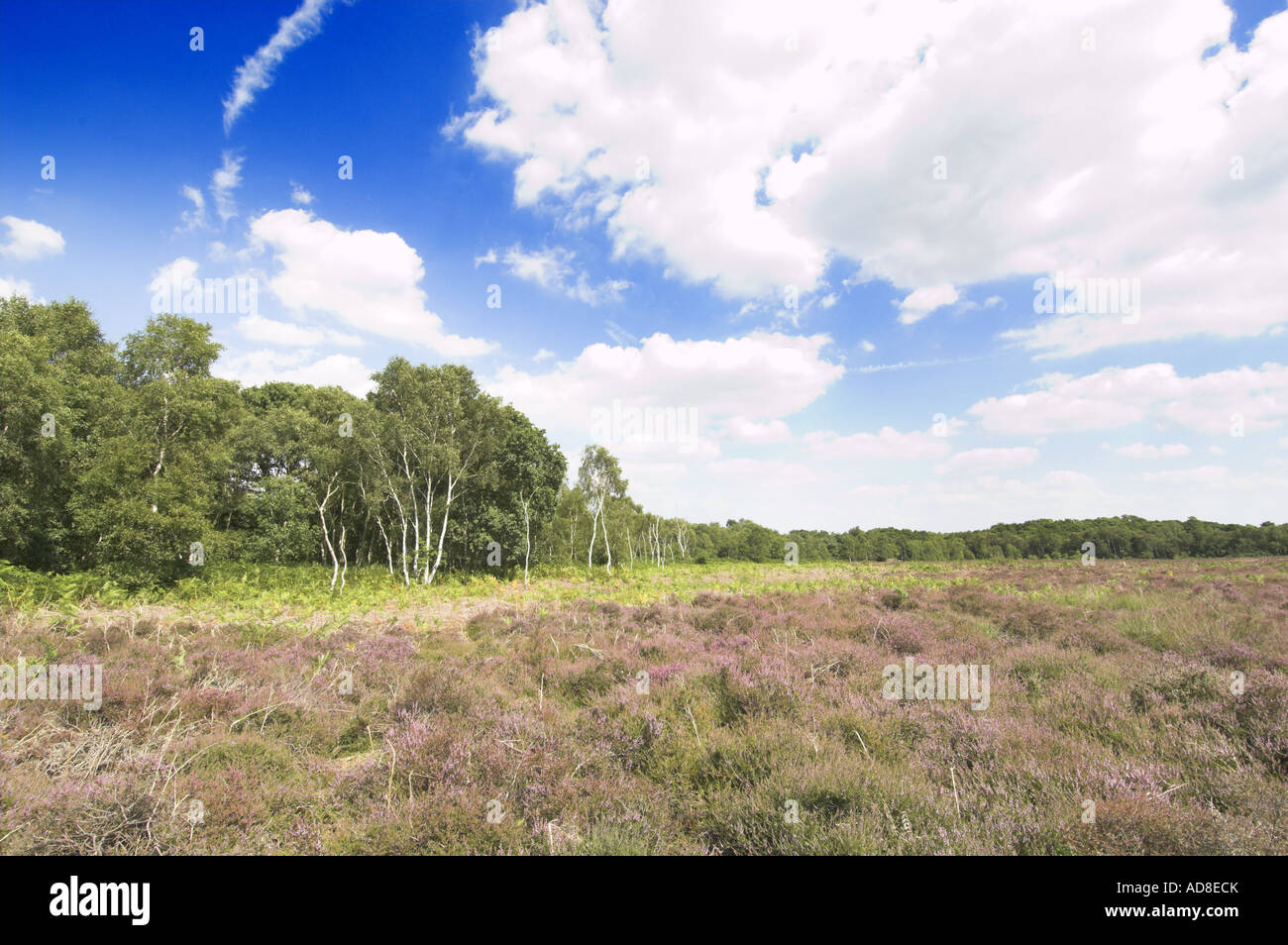 Roydon Common showing heathland Habitat Norfolk England August Stock Photo