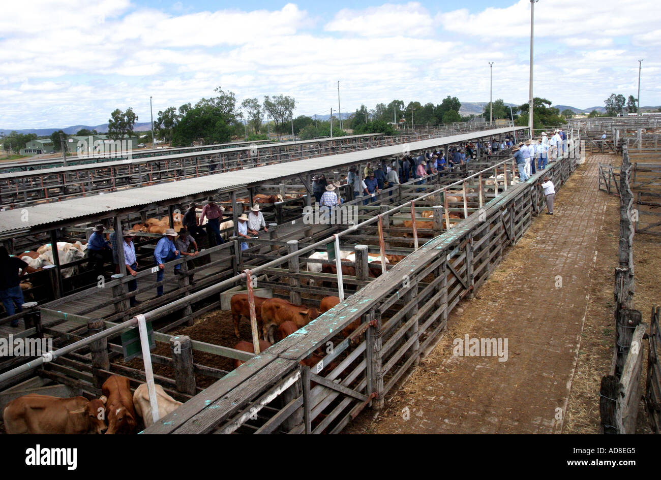Cattle sale yards gracemere queensland hires stock photography and