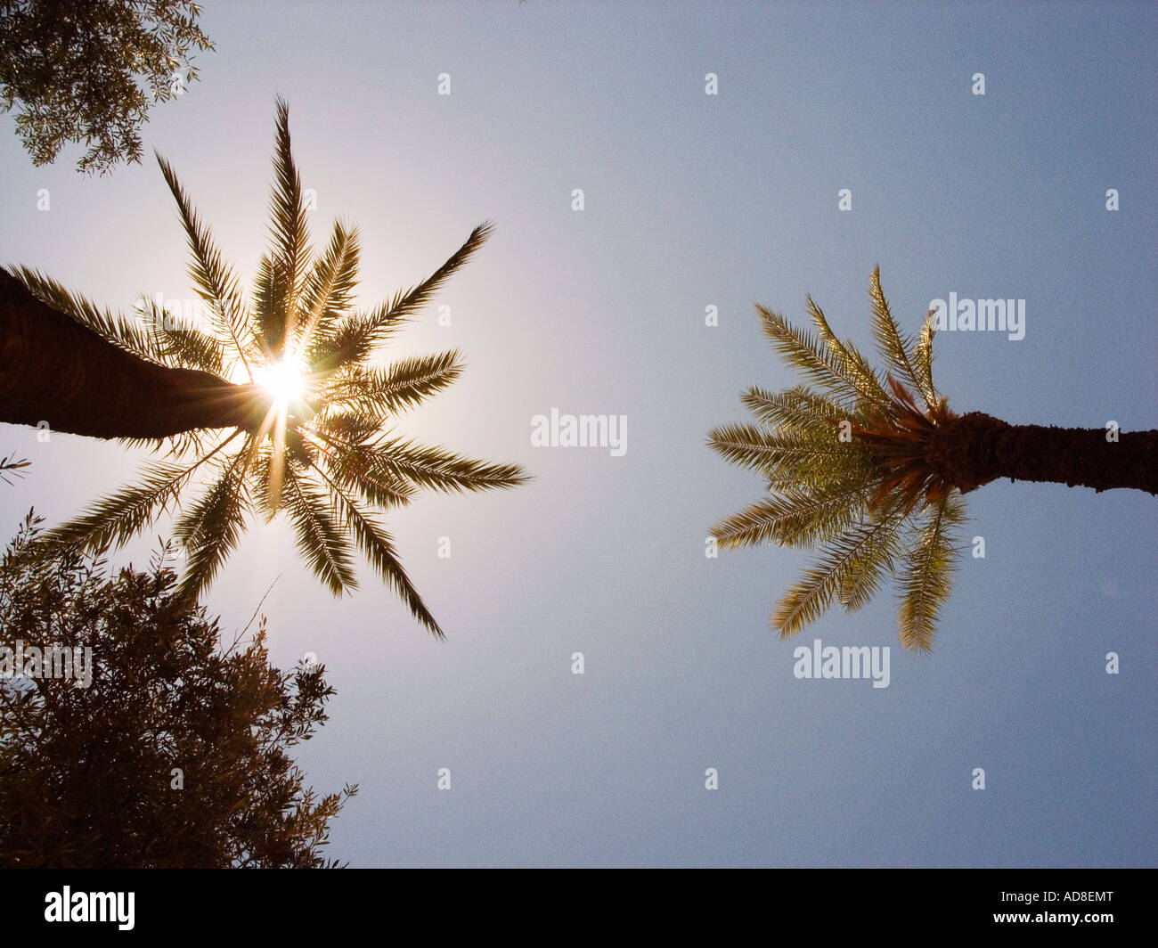 blazing shines through palm tree,Morocco Stock Photo