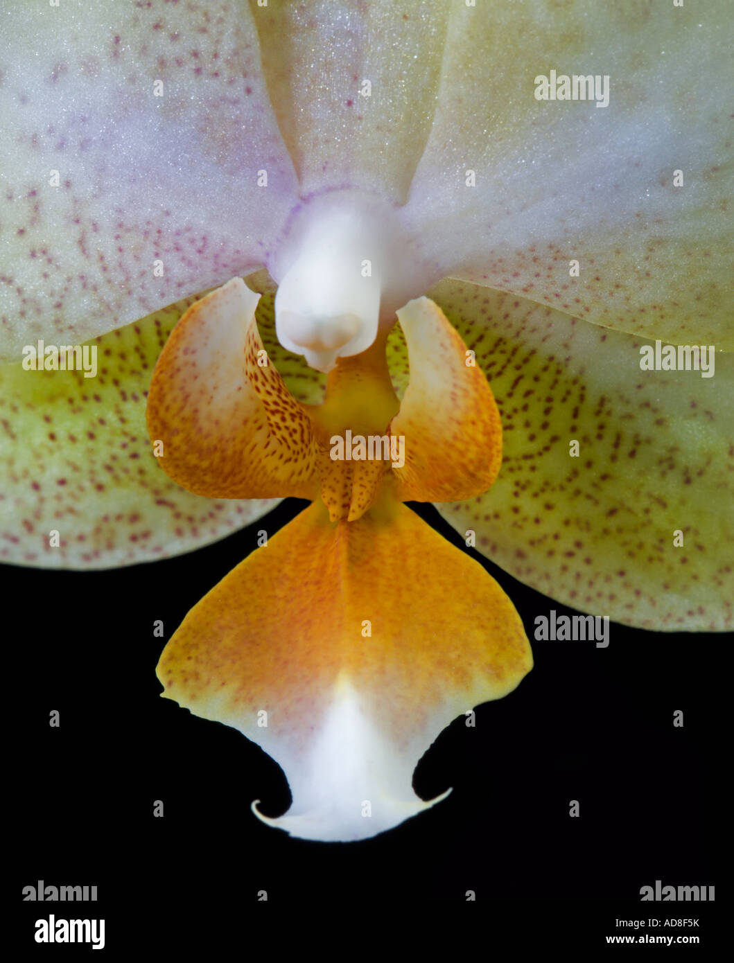 Yellow Phalaenopsis Orchid (Moth Orchid) Stock Photo