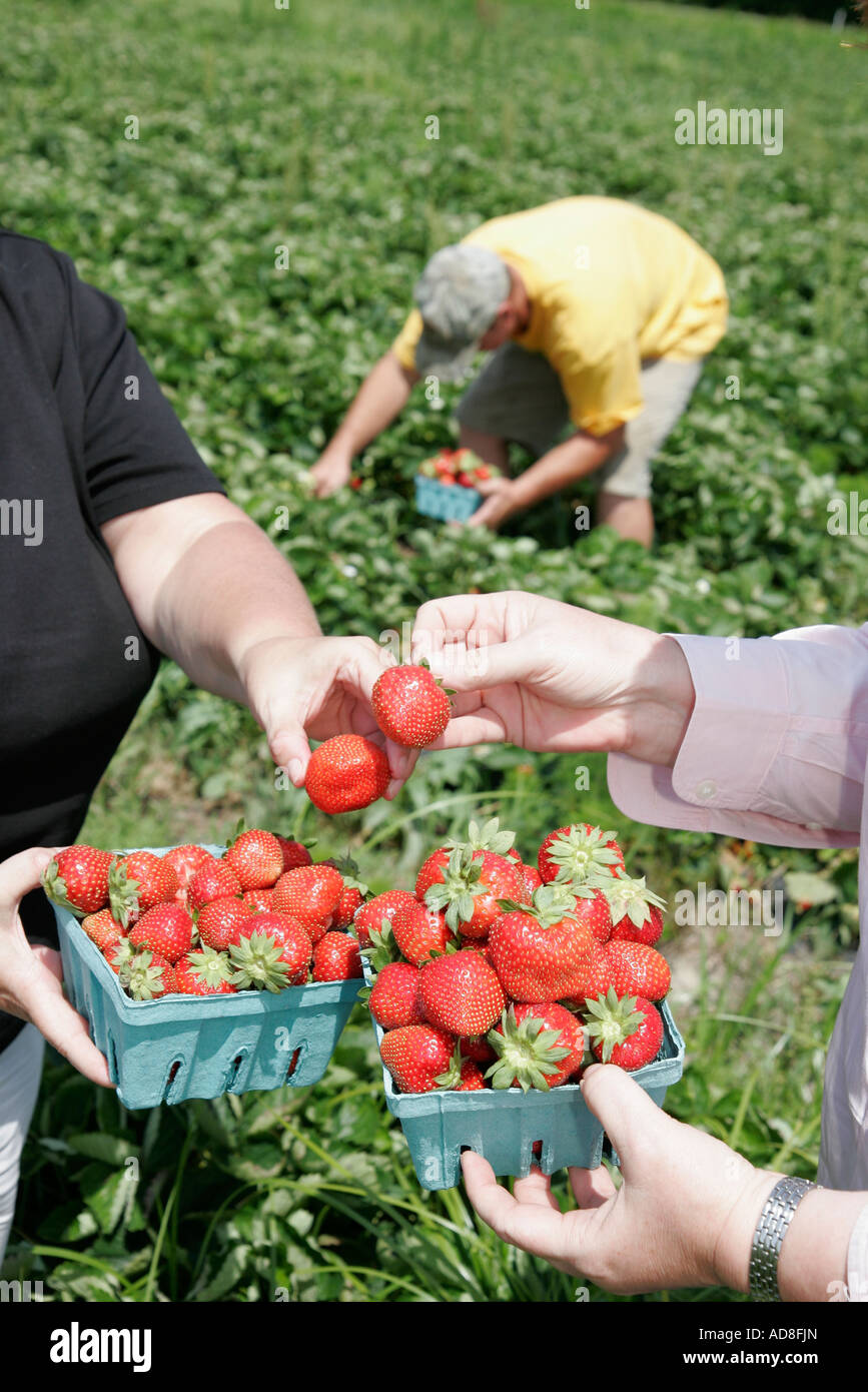 Virginia Beach,Pungo,Henley Farm Market,pick your own strawberries