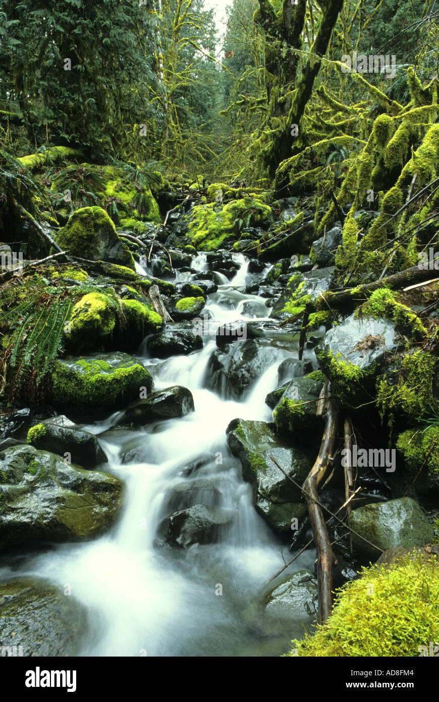 Rainforest stream flow hi-res stock photography and images - Alamy