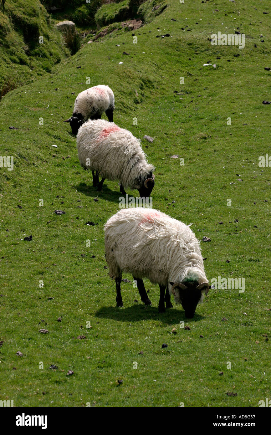 Three sheep graze on bright green grass Clare Island County Mayo Ireland Stock Photo