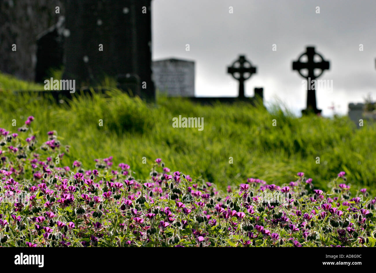 A graveyard framed by a row of brilliant vetch flowers with two softly focused celtic crosses A grey sky in the background Stock Photo