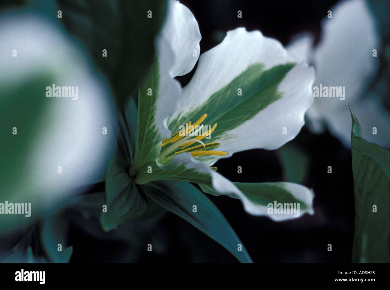 Green and white Trillium grandiflorum large flowered wake robin bath flower Stock Photo