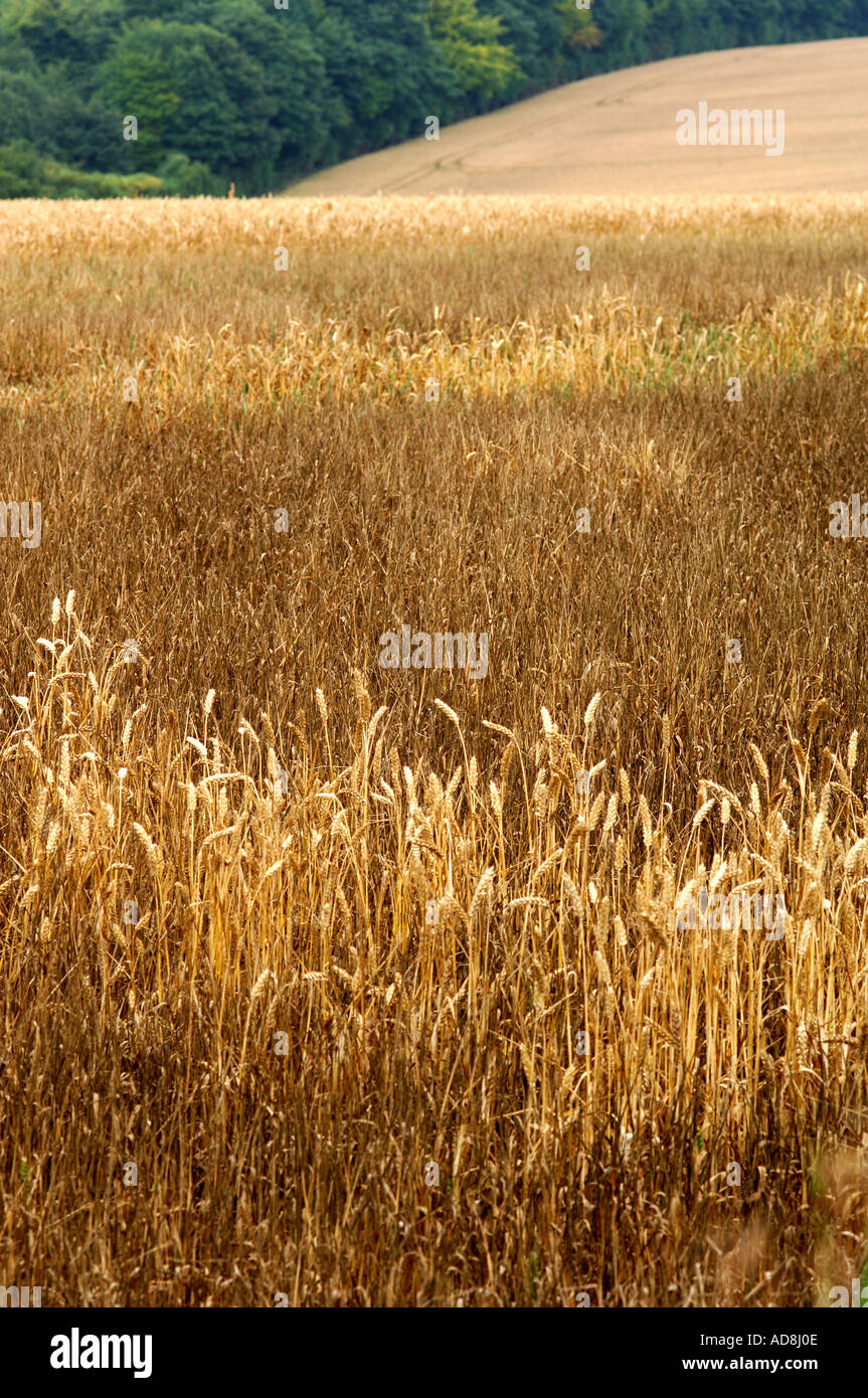 Cornfield weeds hi-res stock photography and images - Alamy