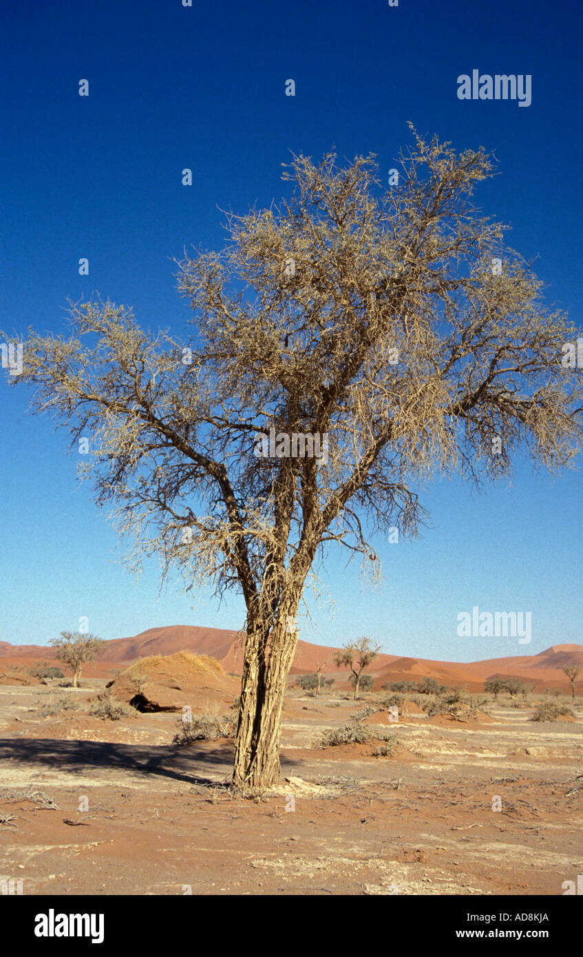 Withered hi-res stock photography and images - Alamy