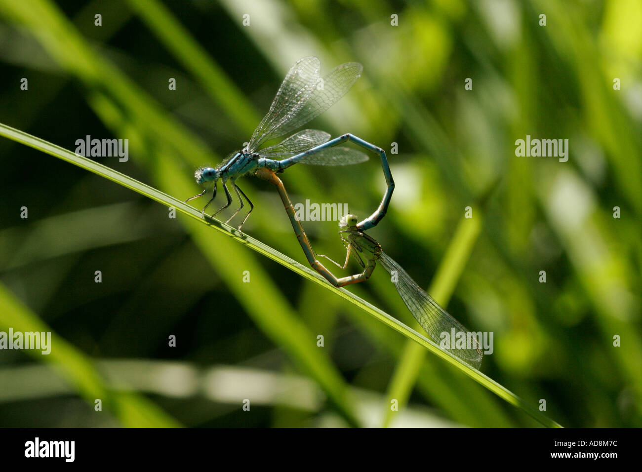 Common Blue Damselfly Enallagma cyathigerum Mating Dordogne River ...