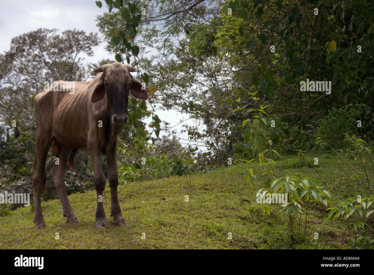 cattle Stock Photo