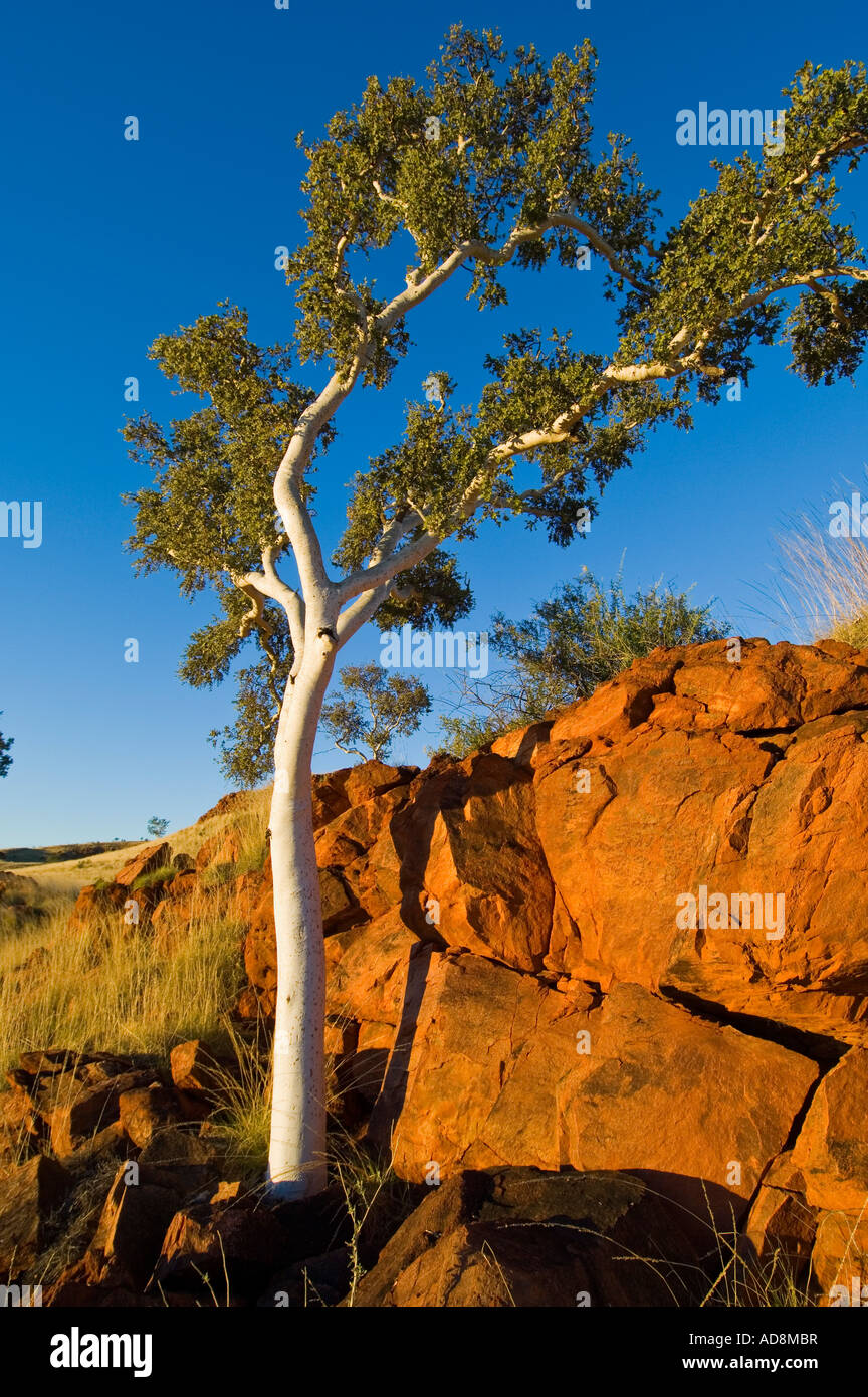 Ghost Gum at sunset on the Canning Stock Route Western Australia Stock
