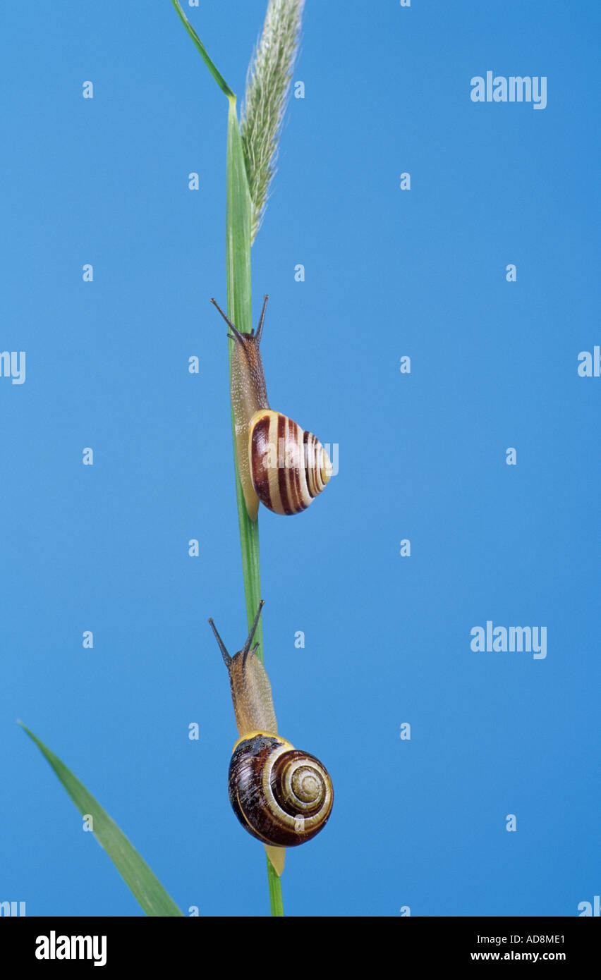 Snails climbing a grass stem Stock Photo 4355296 Alamy