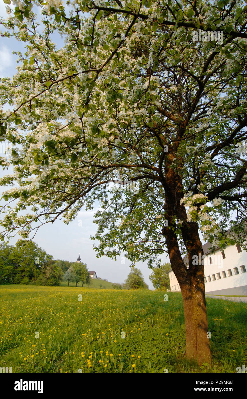 fruit tree in blossom Stock Photo