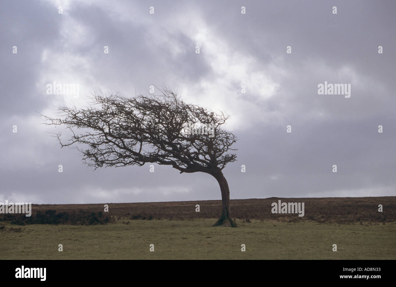 Wind blown tree hi-res stock photography and images - Alamy