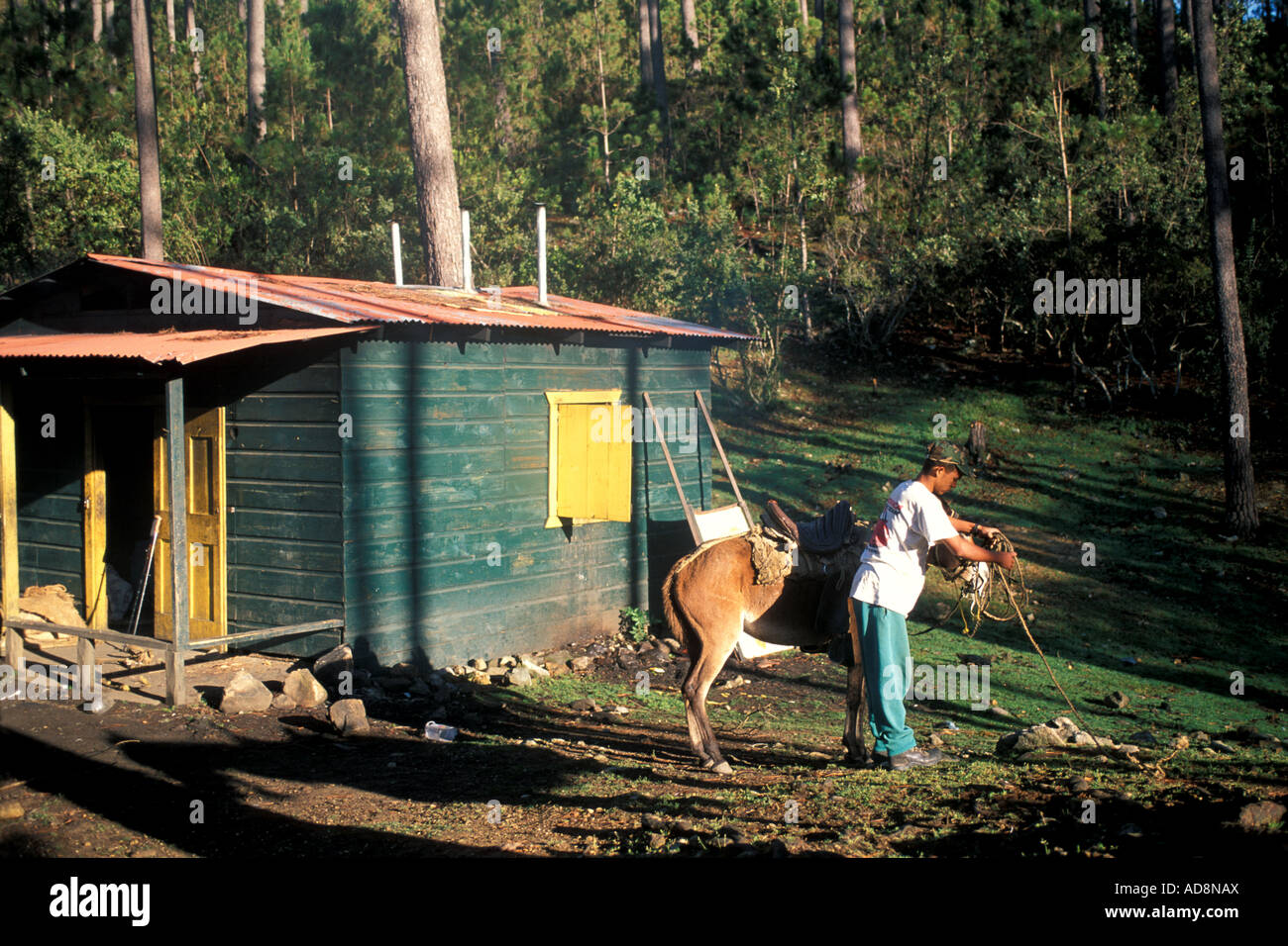 Loading pack mule Pico Duarte hike trail Dominican Republic Stock Photo