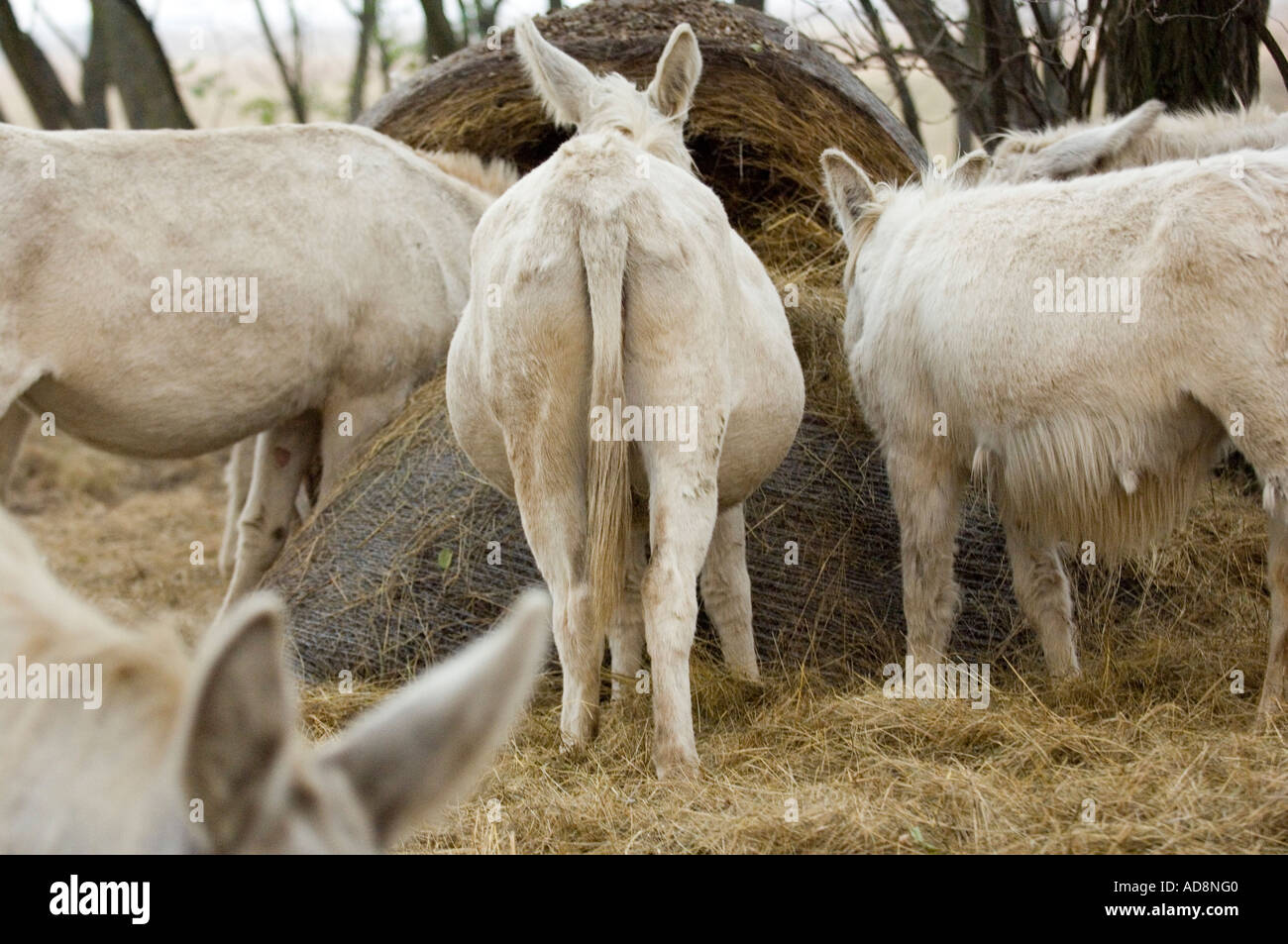 white donkey Stock Photo Alamy