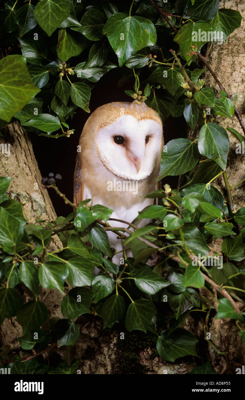 Barn Owl Nest Hole Stock Photo 4355668 Alamy