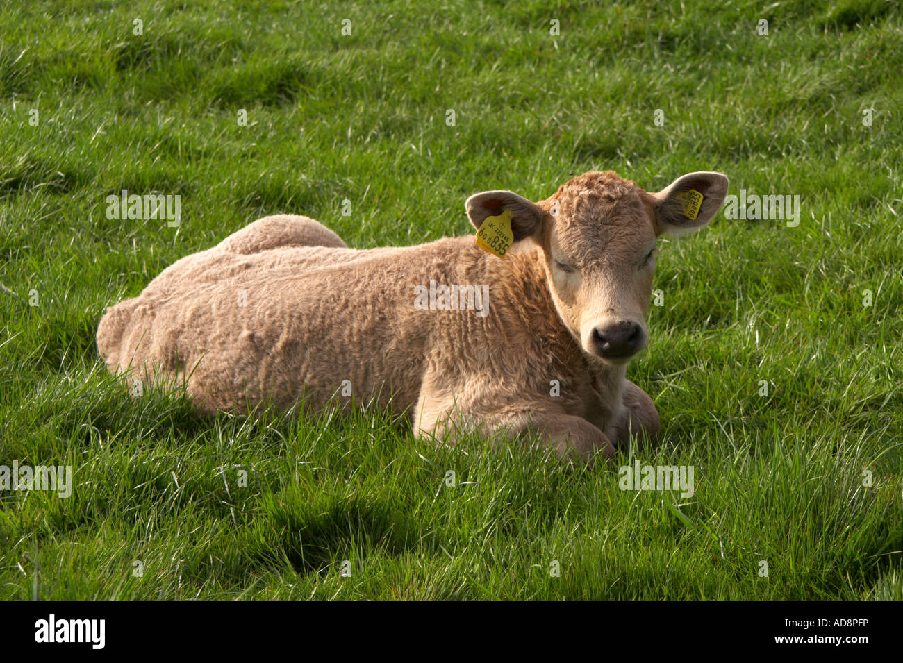 Calf lying down hires stock photography and images Alamy