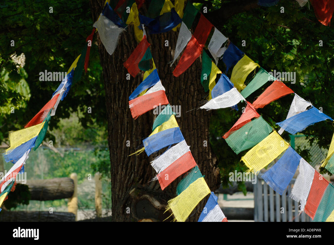 Tibetian prayer flags Stock Photo - Alamy