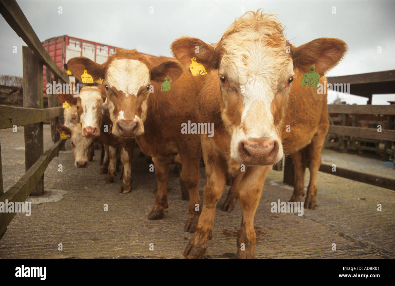 Cattle at market Stock Photo Alamy
