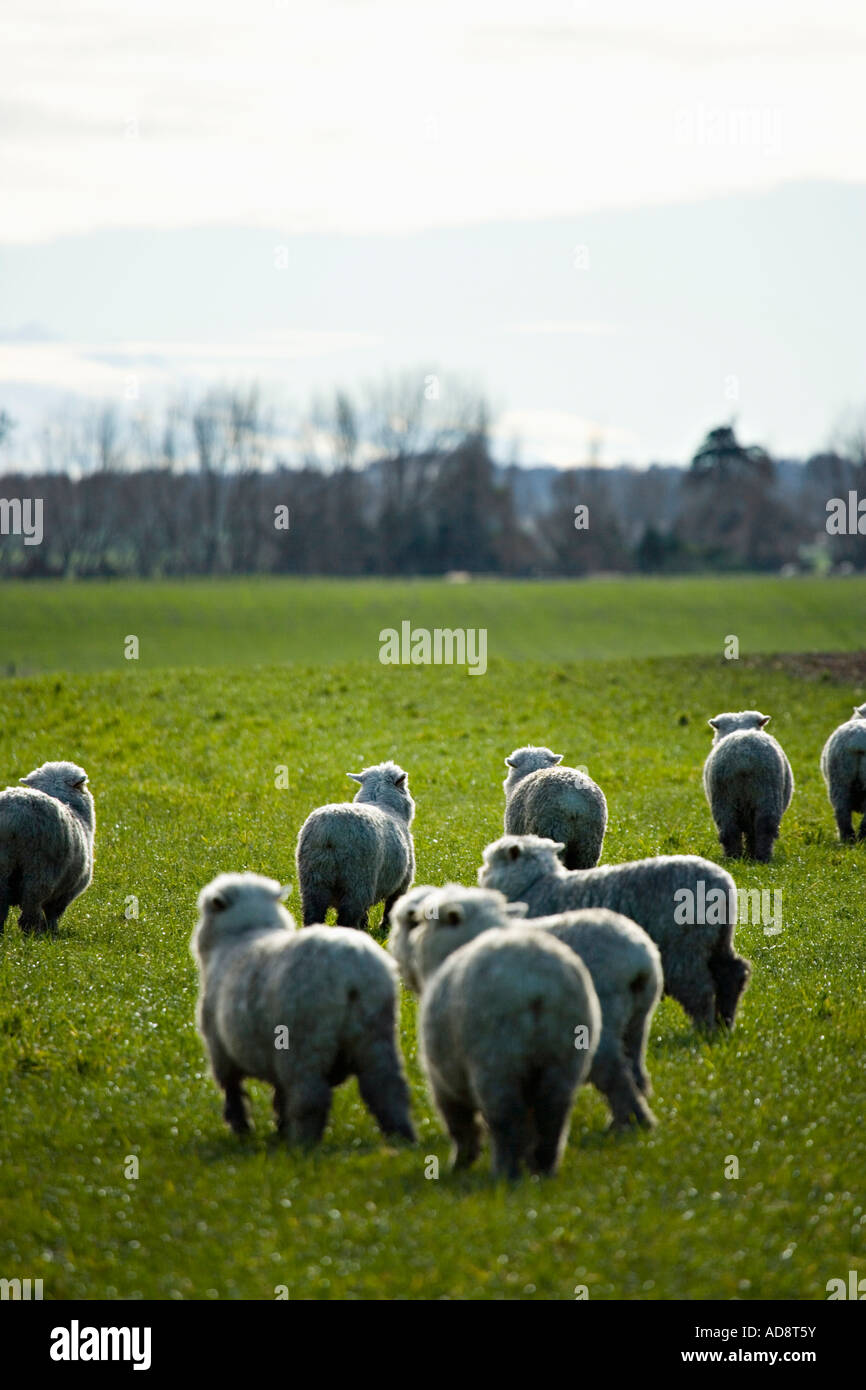 Sheep in the fertile Manawatu region North Island New Zealand Stock Photo