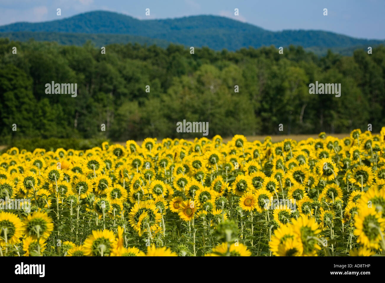 Sunflowers and Taconic Mountains near Cambridge New York Washington County Stock Photo