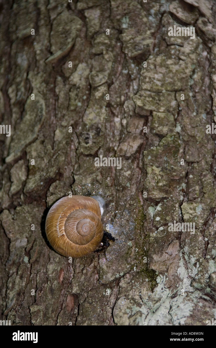 A Roman snail hibernates aestivation on tree trunk during hot weather