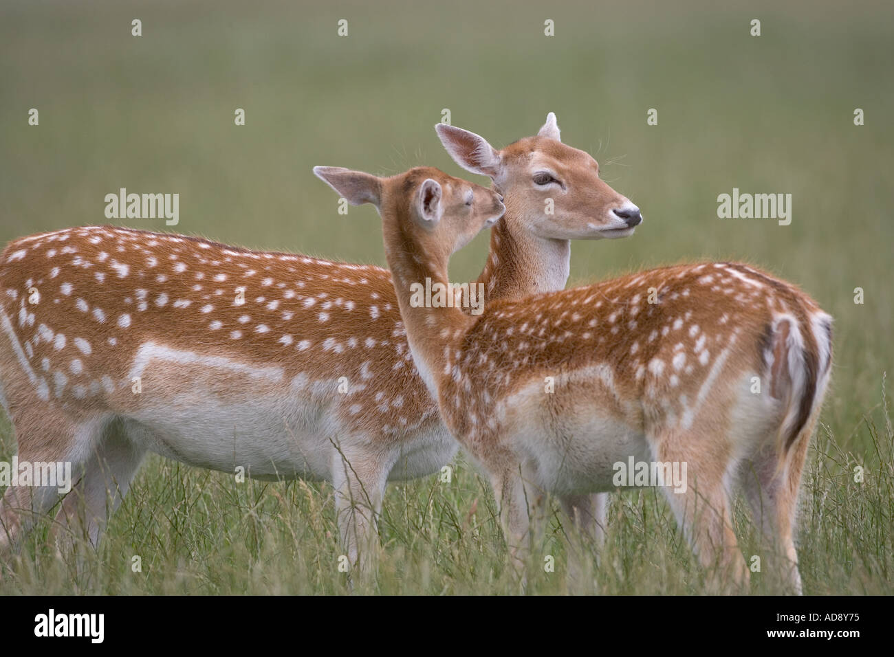 Fallow Deer Cervus dama Does mutual grooming Stock Photo