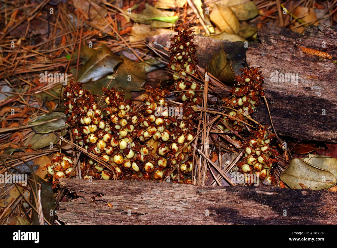Squawroot [Conopholis Americana] Plant in First Landing State Park Virginia Beach Virginia United States America Stock Photo