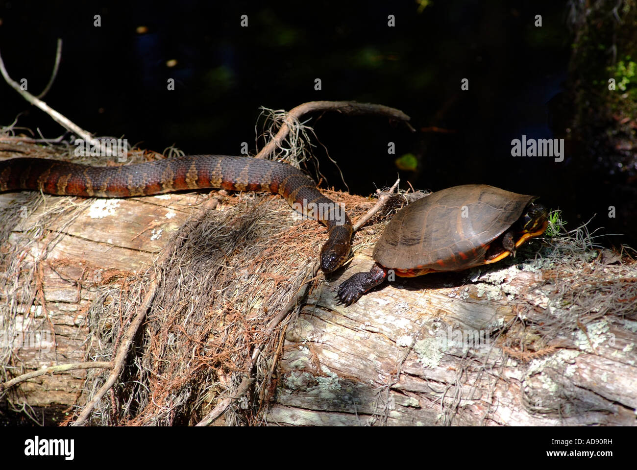Northern Water Snake Meets Basking Painted Turtle on Tree Trunk in ...