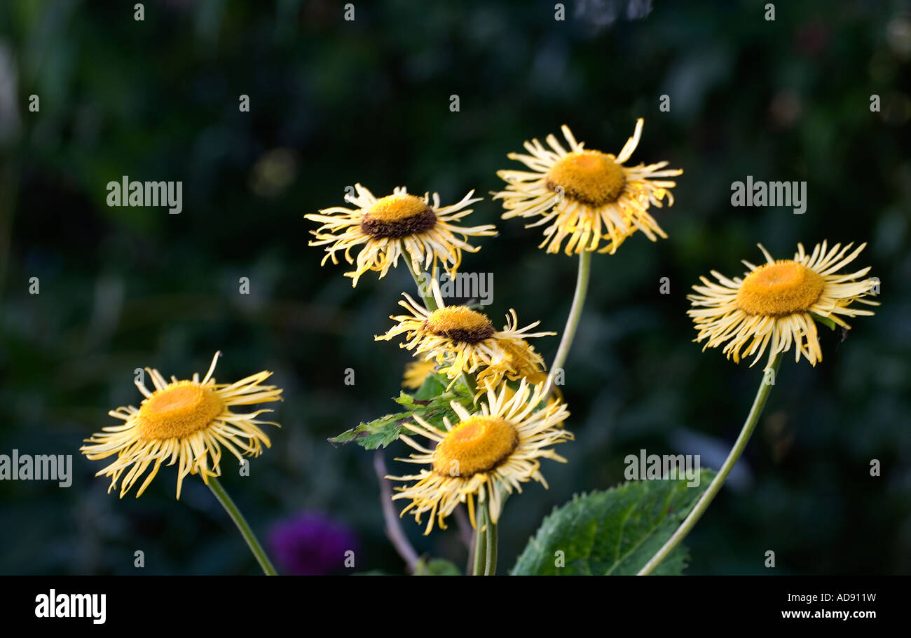 Elecampane (Inula Helenium) a Summer flowering perennial photographed in the evening light. Stock Photo
