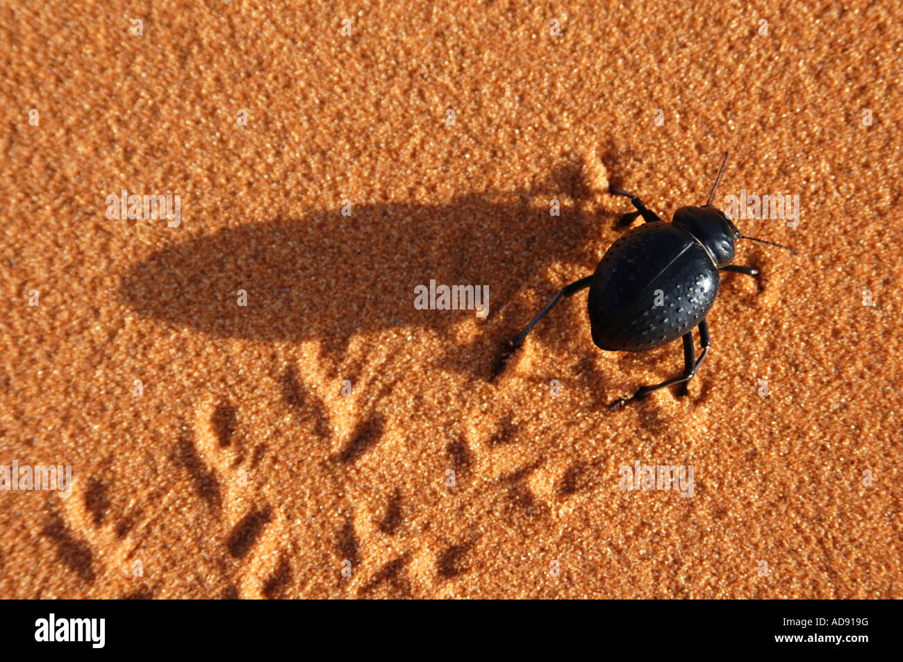 Darkling beetle (Pimelia angulata) running through the Sahara Desert in the Erg Chebbi Dunes, Morocco Stock Photo