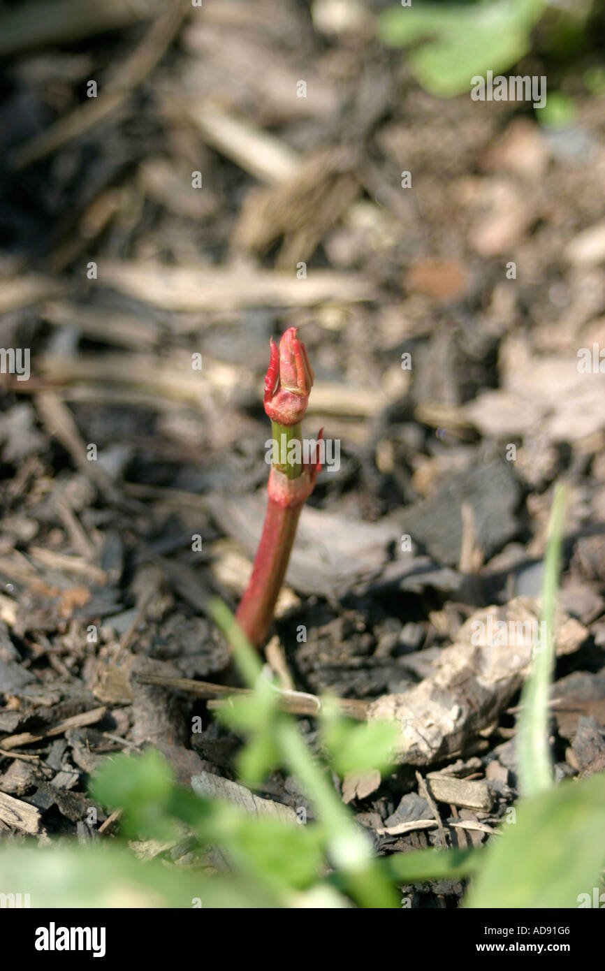 Polygonum cuspidatum hi-res stock photography and images - Alamy