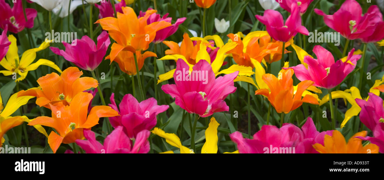 Spring Tulips and Flowers in Keukenhof, Amsterdam, Holland Stock Photo
