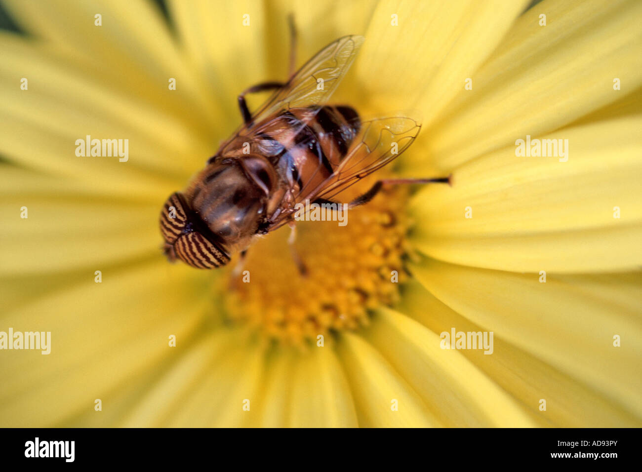 A close-up of a worker honey bee on a yellow daisy. Stock Photo