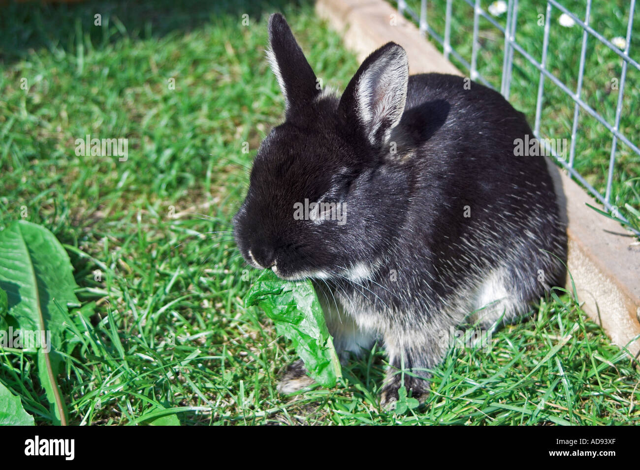 Netherland dwarf rabbit on grass in outdoor run. England Stock Photo ...