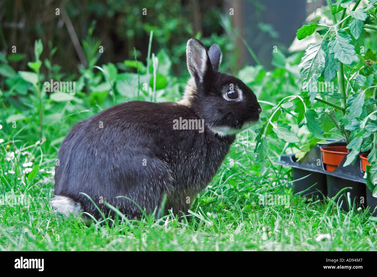 Netherland dwarf rabbit in back garden. England Stock Photo Alamy