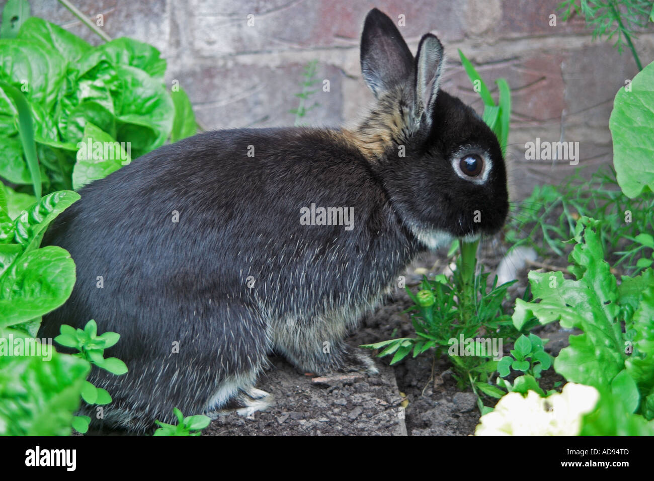A black Netherland Dwarf Rabbit in a vegetable patch. Spring. UK Stock ...