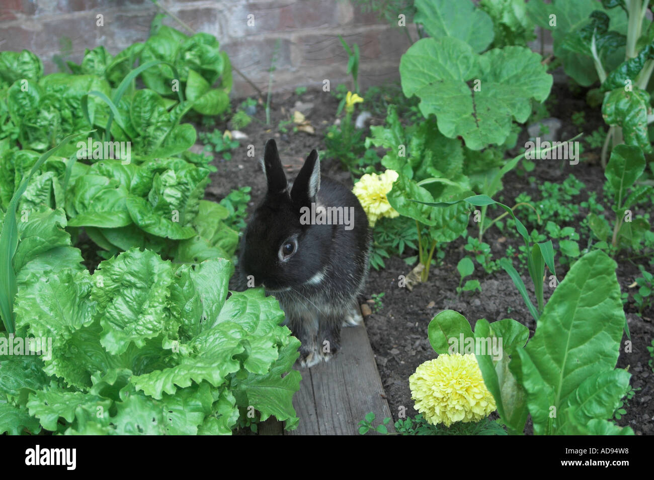 Pet rabbit, Netherland Dwarf, amongst vegetable patch. England Stock