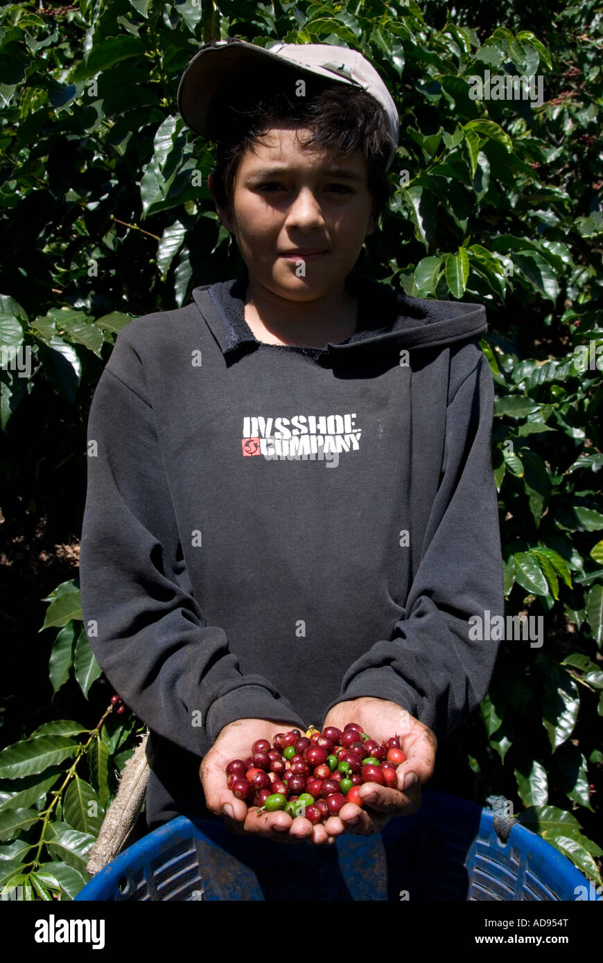 Arabica quality coffee beans. Coffee plantations near Poas volcano