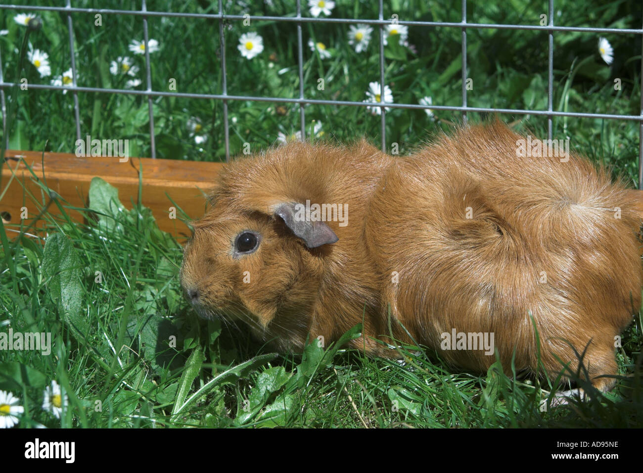 Pet guinea pig in outside run Stock Photo Alamy