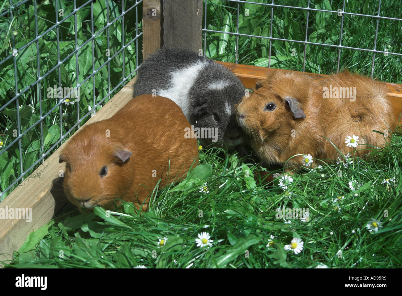 Pet guinea pigs in outside run Stock Photo Alamy