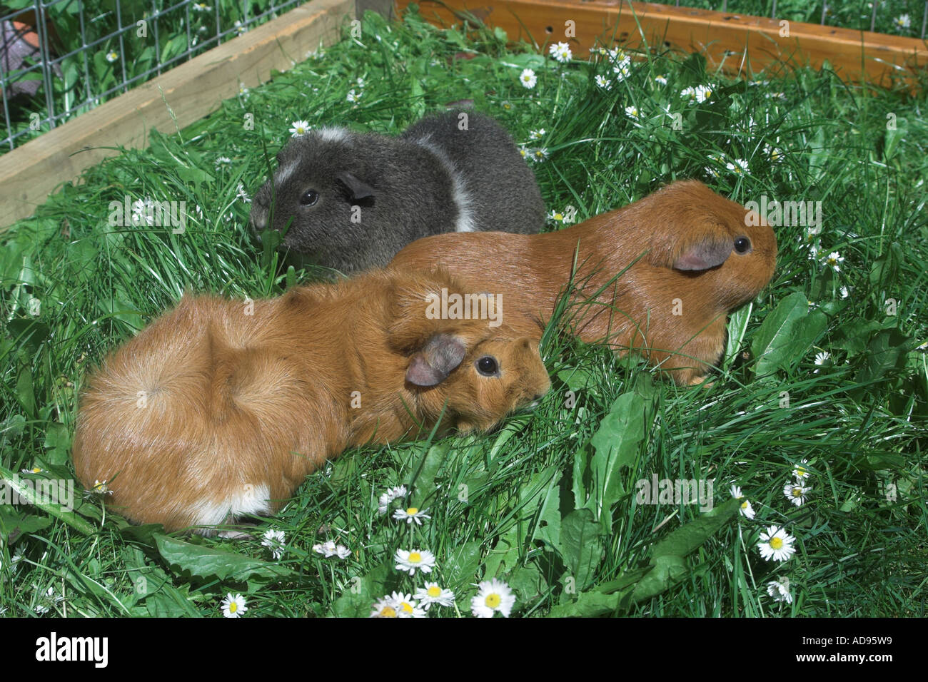 Pet guinea pigs in outside run Stock Photo Alamy