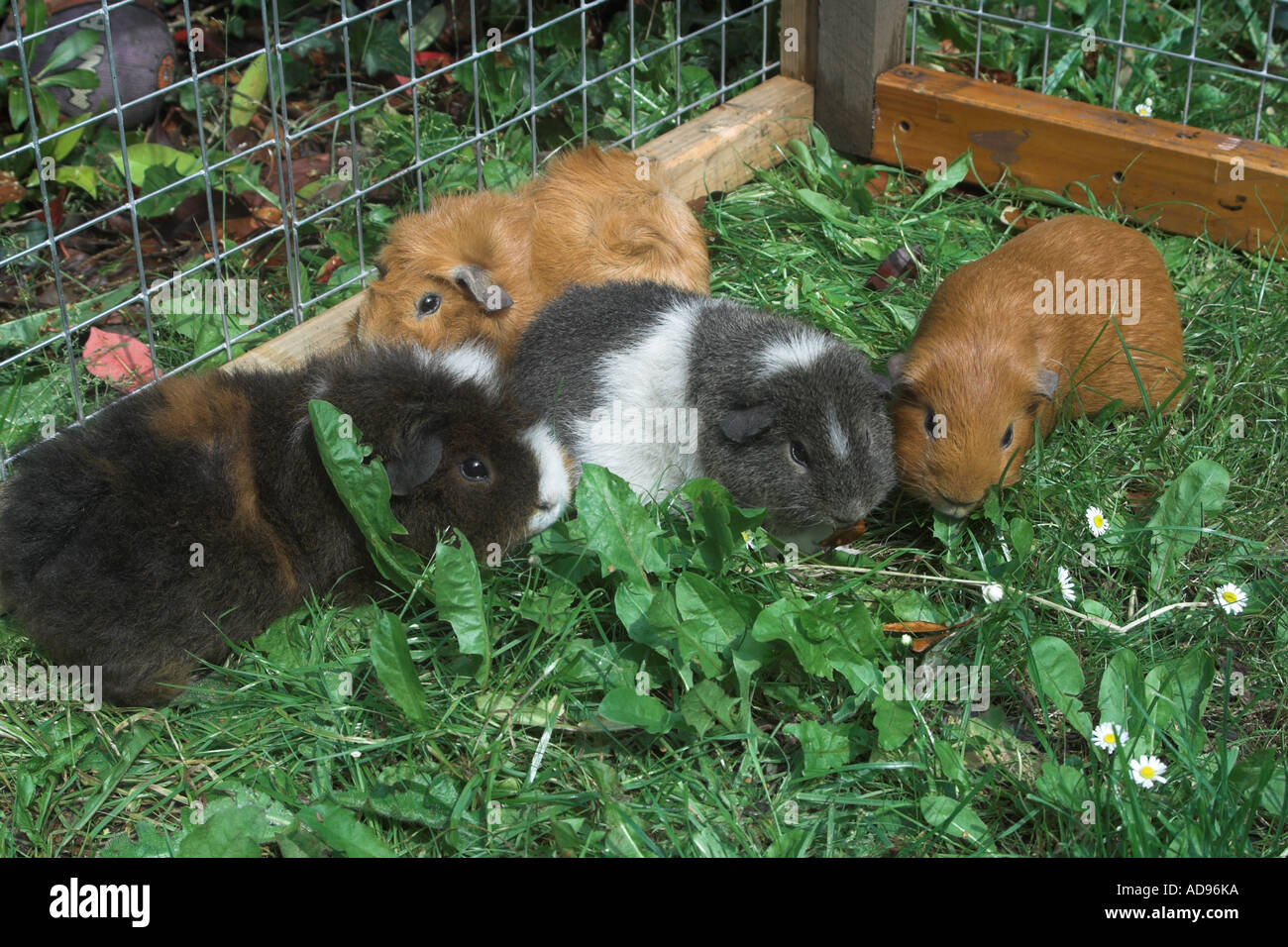 Pet guinea pigs in outside run Stock Photo Alamy