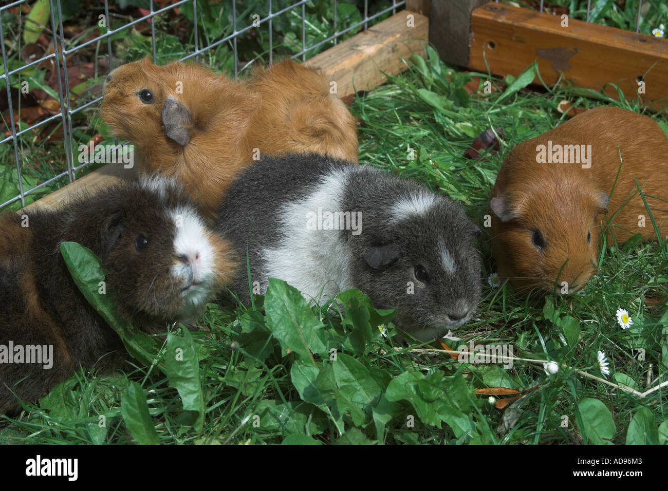 Pet guinea pigs in outside run Stock Photo Alamy