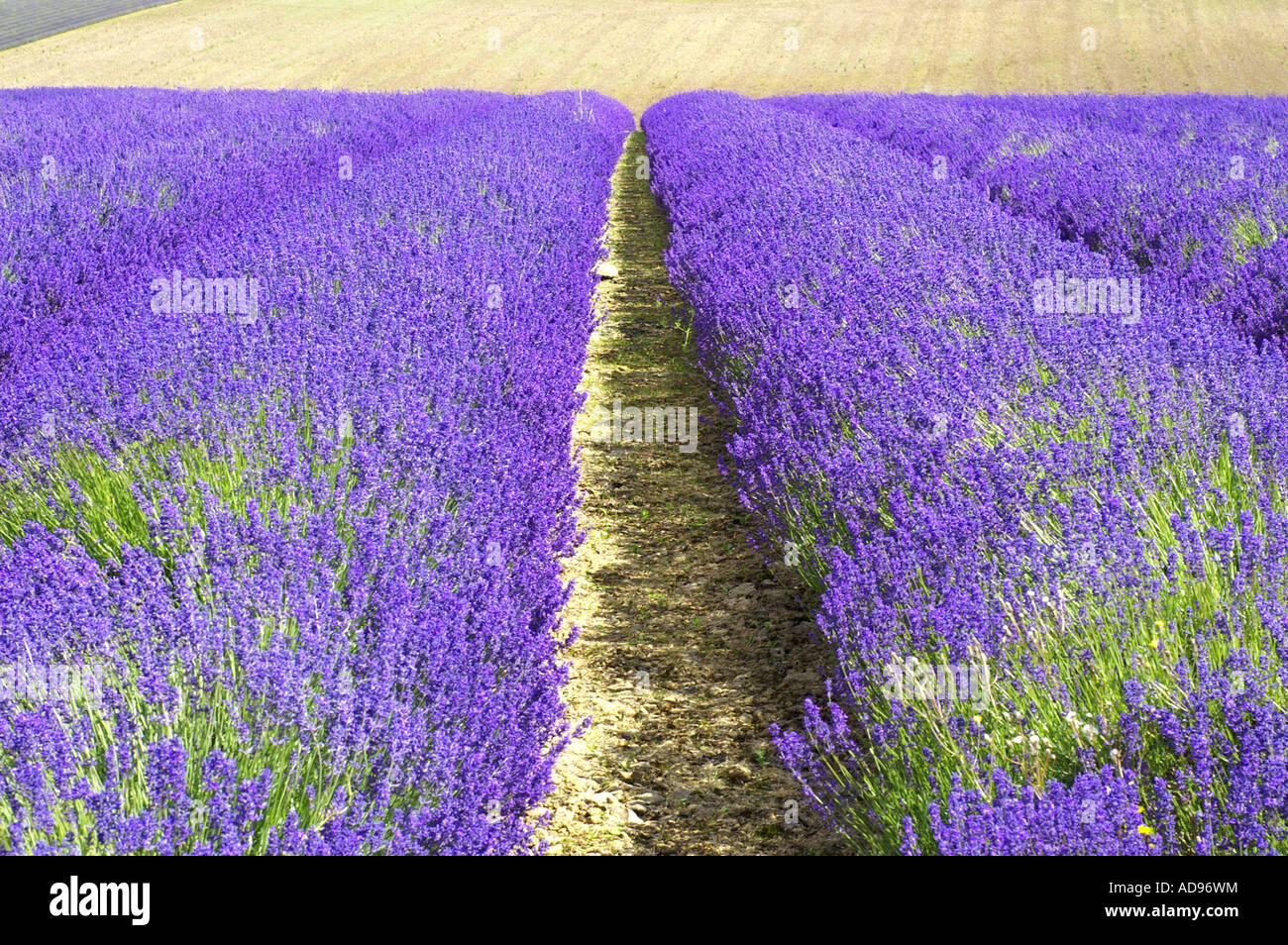 A lavender field in Snowshill, Evesham. Gloucestershire UK Stock Photo