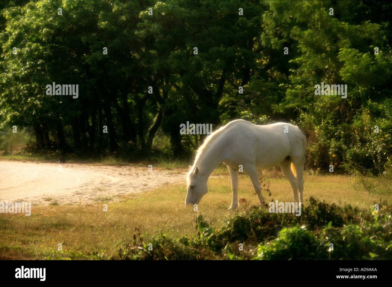 Morning scene of the white horse in El Kabayo, Subic bay, Zambales, Philippines. a former Naval base of the USA Stock Photo